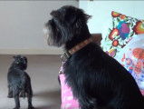 Quatre Affenpinschers attendent le retour de la famille
