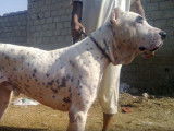 Le Sindh Hound, le molosse Pakistanais