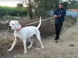 Un Sindh Hound impressionnant