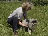 Test de Campbell pour un chiot