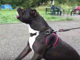 Comment gérer l'agressivité d'un Amstaff ?