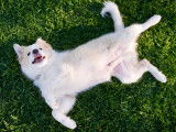 Le chien soumis : caractère, risque, éducation...