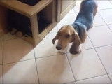 Un Basset Artésien Normand qui déborde d'énergie pour jouer