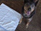 Test d'intelligence d'un Kelpie Australien