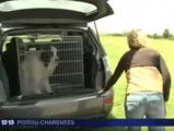 Un Tornjack pour former les facteurs au risque canin