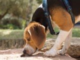 Comprendre le comportement de flairage du chien en promenade