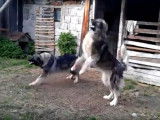 Deux chiens de Berger Roumain des Carpathes répondent aux aboiements