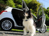 Que faire si mon chien poursuit les vélos ou les voitures ?