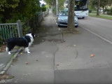 Désensibilisation d'un Border Collie à la voiture