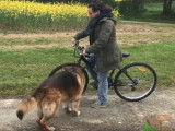 Comment se comporter si son chien court après les vélos ?