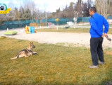 Comment réagir si votre chien court après tout ce qui bouge ?