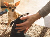 Comment savoir si un chien est jaloux, et que faire ?