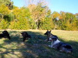 Le repos chez le chien