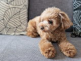 Un petit Caniche est allongé tranquillement sur le canapé