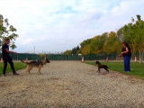 Calmer un chien agressif
