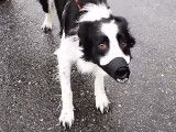 Rééducation d'un Border Collie très agressif