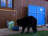 Le chien et les destructions