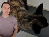 Des solutions pour chiens destructeurs
