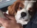 Un chien tr&egrave;s tol&eacute;rant alors que son ma&icirc;tre le fait danser en voiture