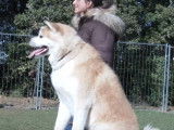 Session de rééducation d'un Akita Inu agressif