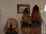 Otterhounds qui chantent