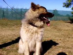 Education d'un Eurasier craintif