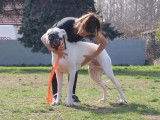 Education d'un Dogue Argentin agressif