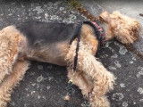 Un Airedale Terrier refuse de suivre son maître