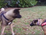 Un chien thérapeute aide un Akita Américain associable (épisode 1)