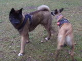 Un chien thérapeute aide un Akita Américain associable (épisode 2)