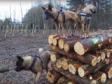 Un chien thérapeute aide un Akita Américain associable (épisode 3)