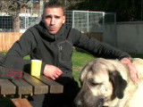 Un éducateur canin soigne un chien kangal anxieux
