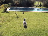 Un Schnauzer Moyen très vigilant