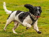 21 races de chiens fugueurs