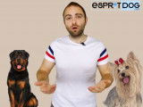 Existe-t-il vraiment des chiens dangereux ?
