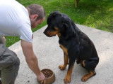 Comment éviter l'agressivité du chien pour la nourriture