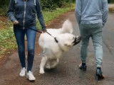Panic Dog : un chien agressif contre les humains