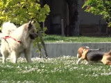 Comment éviter l'agressivité de son chien tenu en laisse