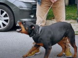 Rééducation d'une chienne Rottweiler agressive