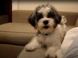Un Shih-Poo très bavard