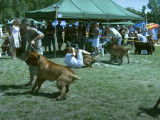 Attaque d'un Tosa Inu lors d'un show