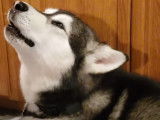 Hurlements matinaux pour deux Malamutes d'Alaska