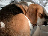 Un Beagle qui ne veut vraiment pas se réveiller
