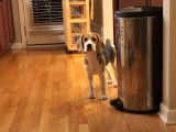 18 sons produits par un Beagle-Harrier