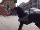 Conseils d'éducation canine avec un Pinscher Nain agressif