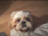 Un Shih Tzu très bavard