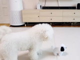Un Bichon Frisé effrayé par un chien robot