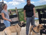 De faux cambrioleurs face à un Boerboel et un Rhodesian Ridgeback