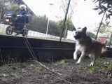 Deux chiens pugnaces à la poursuite du facteur