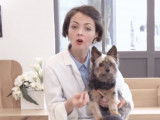 Un chien peut-il perdre l'appétit ?